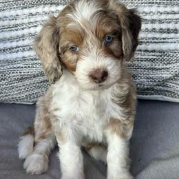 Isreal - Tri-color male Bernedoodle puppy in Oologah, Oklahoma from Timber Hills Poodles and Doodles