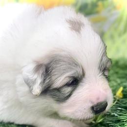Madix Blue collar male - White and badger male Great Pyrenees puppy in Fair Grove, Missouri from Allen Wags & Woolies