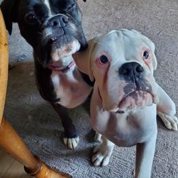 Boxer All Grown Up from Moonlitboxers