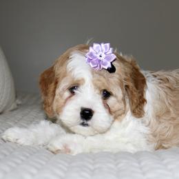 Nova - Blenheim female Cavapoo puppy in Apple Creek, Ohio from Arlene Hershberger