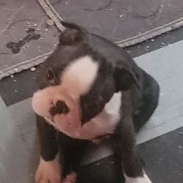 Boston Terrier Puppies from Big Sky Bostons