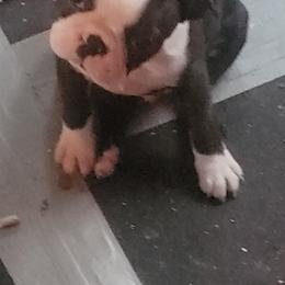 Boston Terrier Puppies from Big Sky Bostons