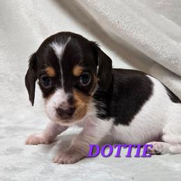 Dottie-wirehair - Chocolate and tan female Dachshund puppy in Blair, Oklahoma from North Fork Doxies-Okla
