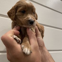 Goldendoodle Puppies from Our Golden Willow
