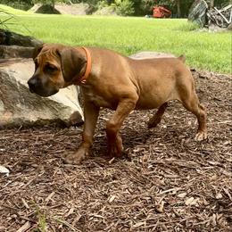 Half Pint - Reddish brown female Boerboel puppy in Florida from CLAD Guard Boerboels