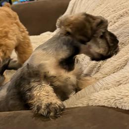 Roxy - Black female Miniature Schnauzer puppy in Port Orchard, Washington from Silver Bells Miniature Schnauzers