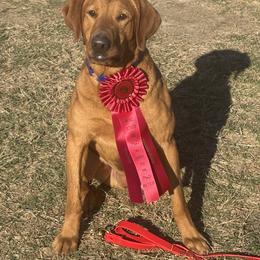 Labrador Retriever All Grown Up from Old Mill Retrievers