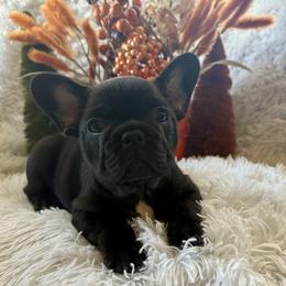 French Bulldog Puppies from Mandy Moon French bulldogs