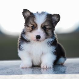 EMBER - Black and tan female Pembroke Welsh Corgi puppy in Mona, Utah from Sorensen Corgis