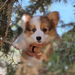 Jelly - Red female Pembroke Welsh Corgi puppy in Montague, California from Shasta Valley Pembrokes