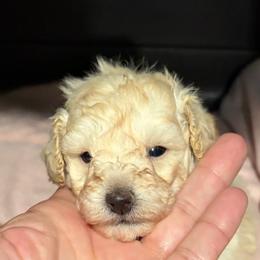 Carter - White male Poodle puppy in Birmingham, Alabama from Stormborn