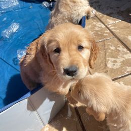 Golden Retriever Puppies from Graciegold Retrievers