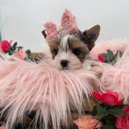 Phoebe - Parti female Yorkshire Terrier puppy in Benton, Illinois from Furry Tailz Yorkies
