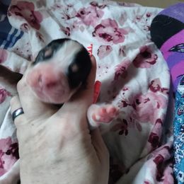 English Springer Spaniel Puppies from Sterling's springer Haven