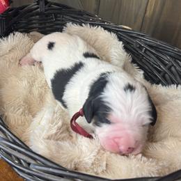 Leola - Black and white female Bernedoodle puppy in New Market, Virginia from Frosty & Ginger Co Home of Doodles