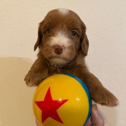 Bullseye - Red male Australian Labradoodle puppy in Orange, California from Little Kingdom Doodles