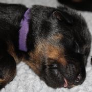 Beaucerons from Seelingers Beaucerons