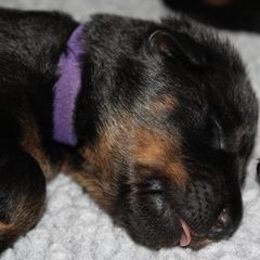 Beaucerons from Seelingers Beaucerons