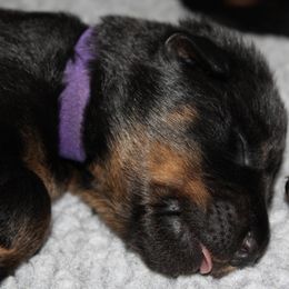 Beaucerons from Seelingers Beaucerons