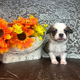 Bobby - Sable male Pembroke Welsh Corgi puppy in Ritzville, Washington from Sapphire Iris Corgis