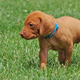 Vizsla Puppies from Jury's Major