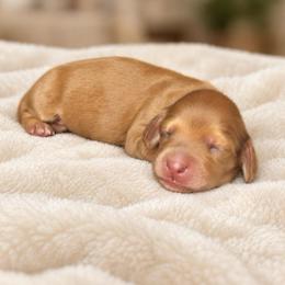 Copper - Red male Dachshund puppy in Mountainburg, Arkansas from Farm House miniatures