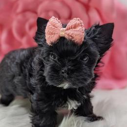 Tiny Tia-Fanny - Parti female Yorkshire Terrier puppy in Austin, Texas from Rhine Valley Yorkies