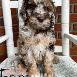 Aussiedoodle Puppies from Ridgeline Doodles
