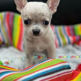 Hawk - Merle male Chihuahua puppy in Lee Center, New York from Alfheim-Andromeda Chihuahua's (A &A's)
