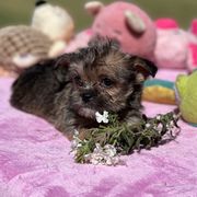 Poodles, Shihpoos, Shih Tzus, Shorkies, and Yorkipoos from Oodles of Poodles & Doodles