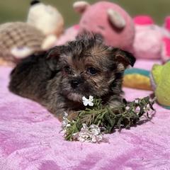 Poodles, Shihpoos, Shih Tzus, Shorkies, and Yorkipoos from Oodles of Poodles & Doodles