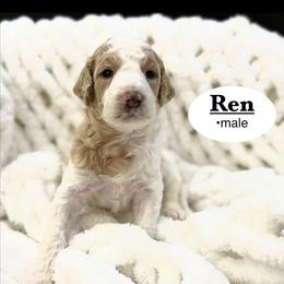 Ren - Parti male Goldendoodle puppy in Jackson, Mississippi from T.M. Poodles & Doodles