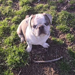 Titan - Pug