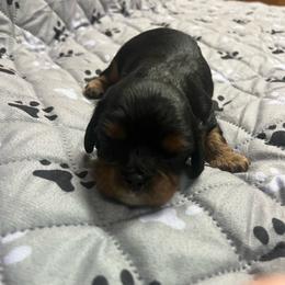Boy3 - Black and tan male Cavalier King Charles Spaniel puppy in Morriston, Florida from Cutesy Cavaliers