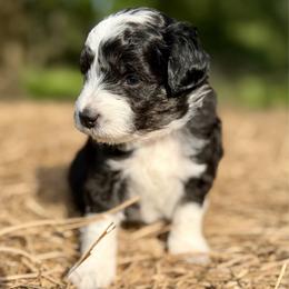 Blue collar toy - Black tri-color male Aussiedoodle puppy in 32046, Florida from River Hill Ranch
