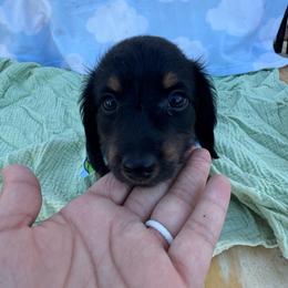 Rex - Black and tan male Dachshund puppy in Dyess Afb, Texas from Story Dachshunds