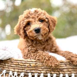 Bashful - Red male Bernedoodle puppy in Highland, Utah from Angel Pups Deluxe