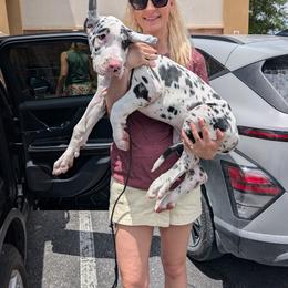 Zeppelin - Harlequin male Great Dane puppy in Brooksville, Florida from Follow My Lead Great Danes