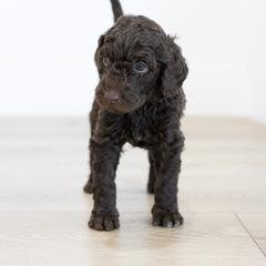 Telluride - Chocolate male Double Doodle puppy in Peoria, Arizona from Sonoran Doodles