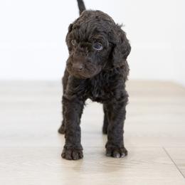 Telluride - Chocolate male Double Doodle puppy in Peoria, Arizona from Sonoran Doodles