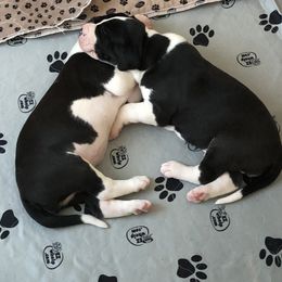 Great Dane Puppies from Lotsaspots Danes