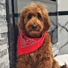 Ava - Goldendoodle