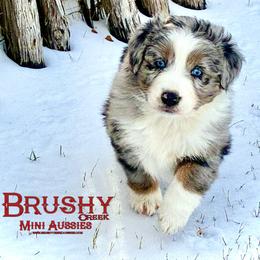 BRUSHY CREEKS SASHAY - Blue merle female Australian Shepherd puppy in Red Oak, Texas from Brushy Creek Aussies & Mini Aussies