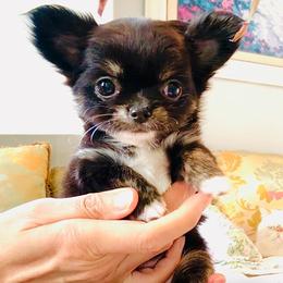 Princess Cinderella ( tiny ) - Black and white female Chihuahua puppy in Santa Rosa Beach, Florida from Eva's Chihuahua