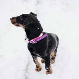 Sister - Black female Jagdterrier puppy in Jay, Maine from Zwart Masker Malinois