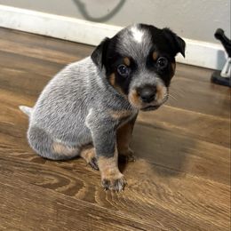 Boy 6 - Blue mottled male Australian Cattle Dog puppy in Carthage, Missouri from MO Morningstar Heelers