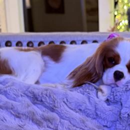 Willeaux  Mae - Cavalier King Charles Spaniel