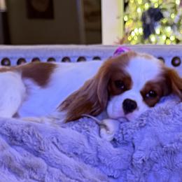 Willeaux  Mae - Cavalier King Charles Spaniel
