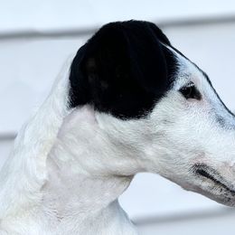 Smooth Fox Terriers from Tocoa Smooth Fox Terriers