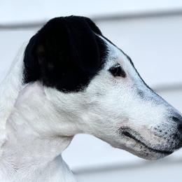 Smooth Fox Terriers from Tocoa Smooth Fox Terriers